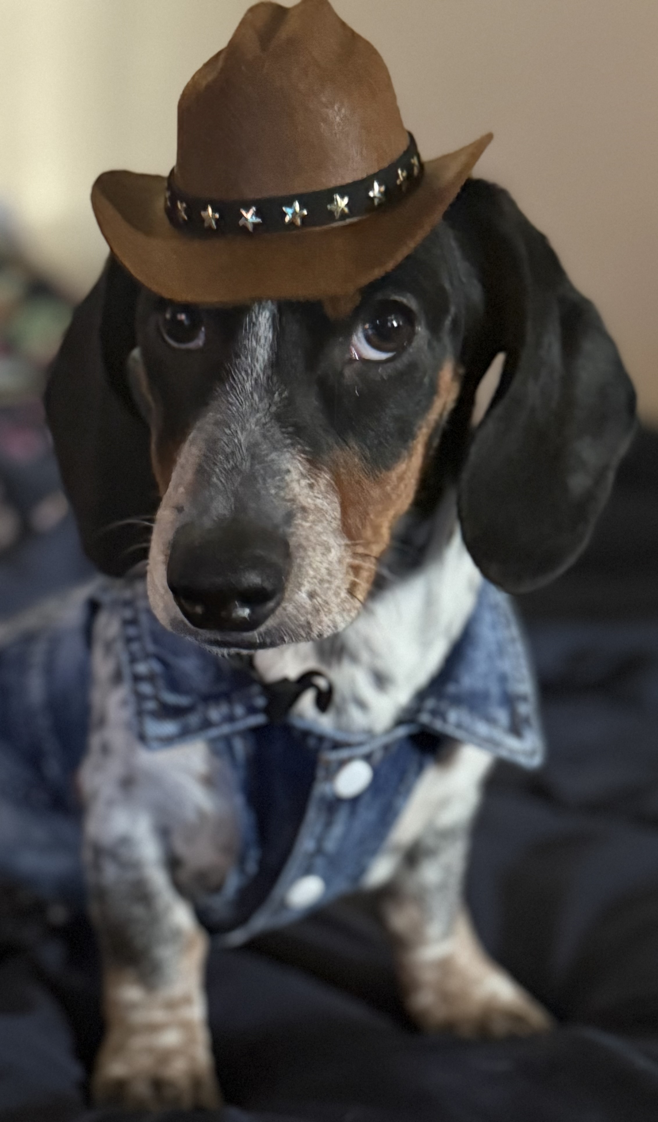 Snoopy - Chief Barking Officer